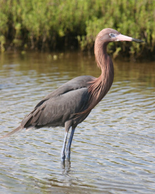 Reddish Egret