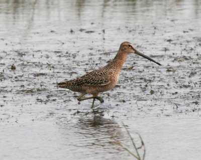 Dowitcher