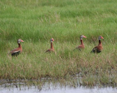 Black-bellied Whistling Duck