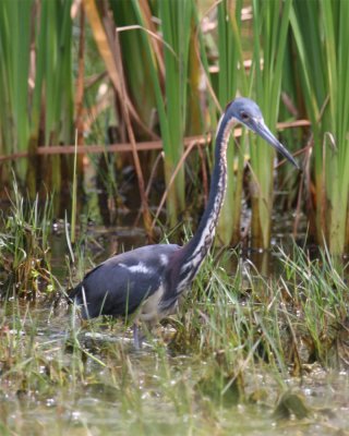 Tricolored Heron
