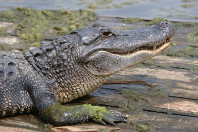 Alligator