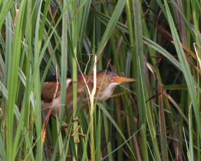 Least Bittern