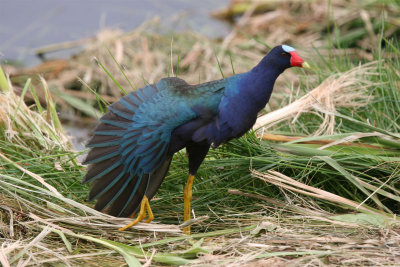 Purple Gallinule