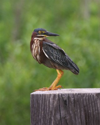 Green Heron