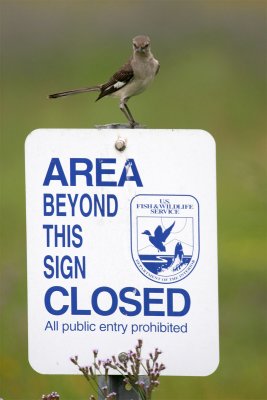 Mockingbird