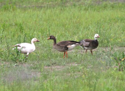 Snow Goose, Greater White-fronted Goose