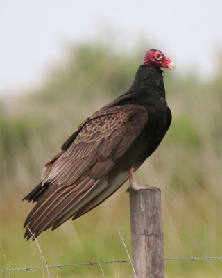 Turkey Vulture