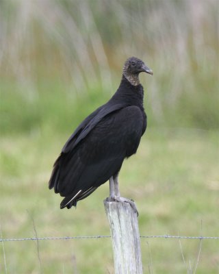Upper Texas Coast