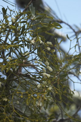 Tejos Milenarios (Cazorla)