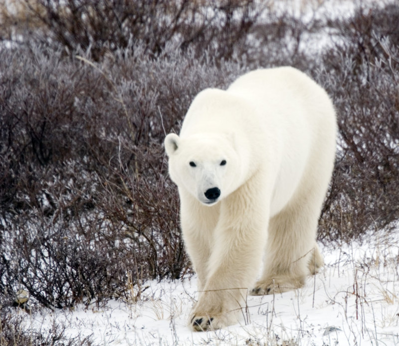 Polar Bear