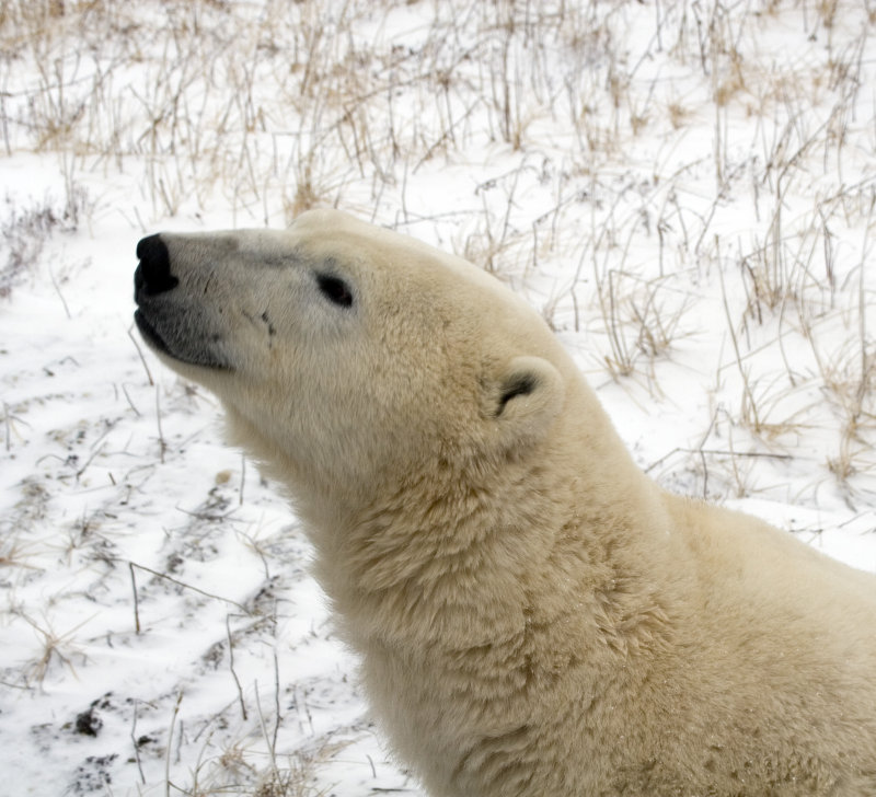 Polar Bear