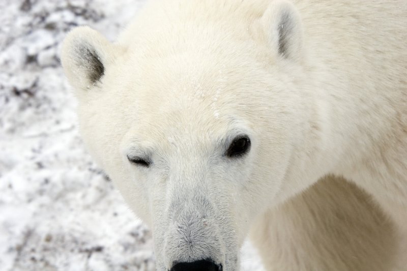 Polar Bear Wink