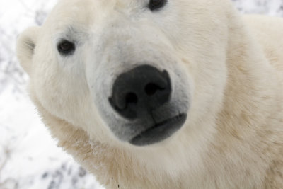 Churchill Polar Bear Trip