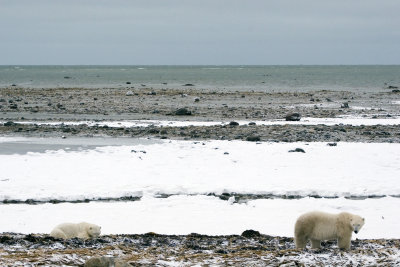 Polar Bears on Tidal Flats