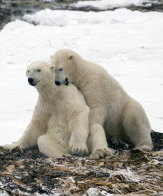 Polar Bears