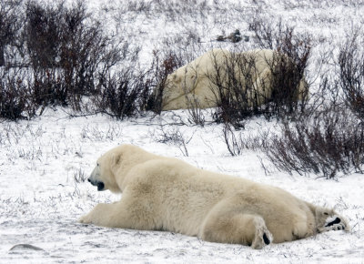 Polar Bears