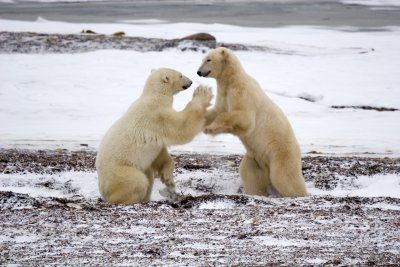 Polar Bears Boxing