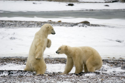 Polar Bears