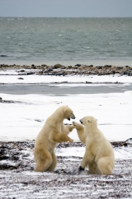 Polar Bears