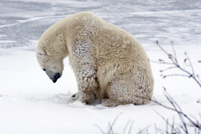 Polar Bear Yoga