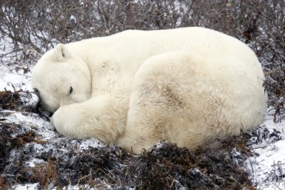 Shy Polar Bear