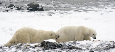 Polar Bear Tag