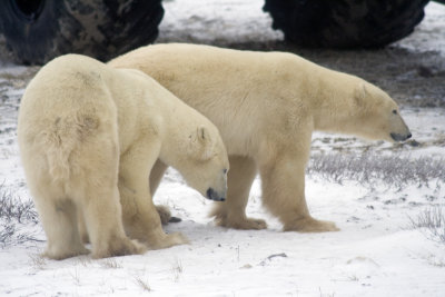 Polar Bears