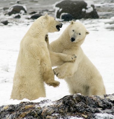 Polar Bears Sparring