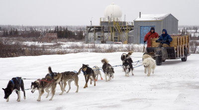 Dog Sledding