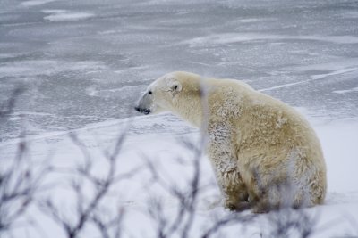 Polar Bear Waiting for Freeze