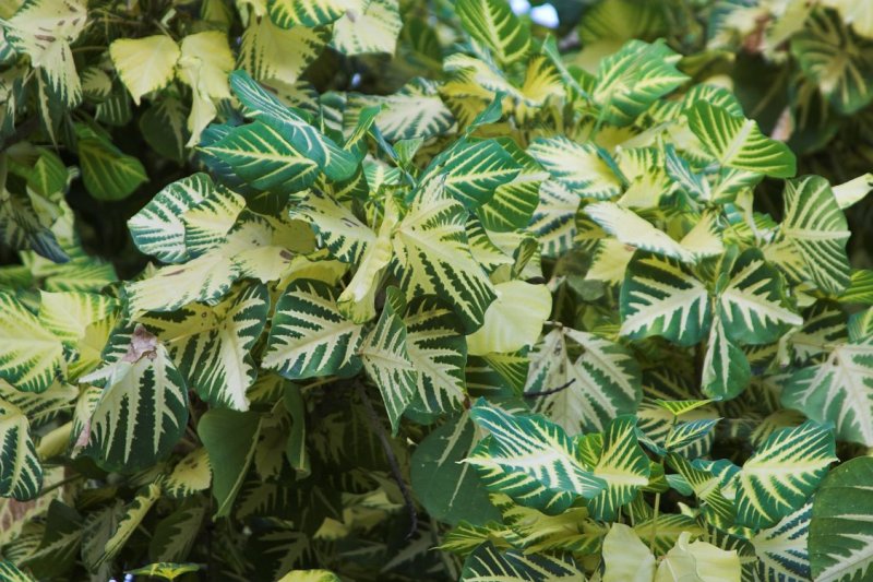 0443 Floral spendor of the tropic