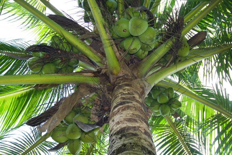 0977 Coconut