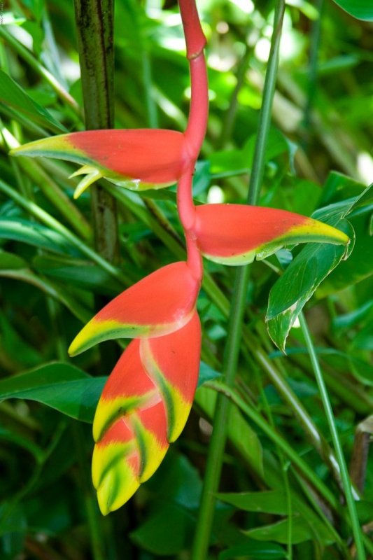 0999 Heliconia