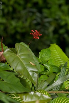 N1409 Akaka Park