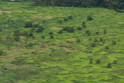 N1448 Taro Fields in Waipi'o Valley
