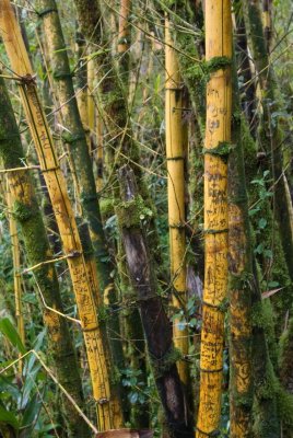 N1366 Carved Bamboo, is that necessary?