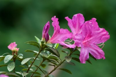 N1367 Azalea