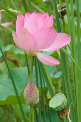 1411 Lotus