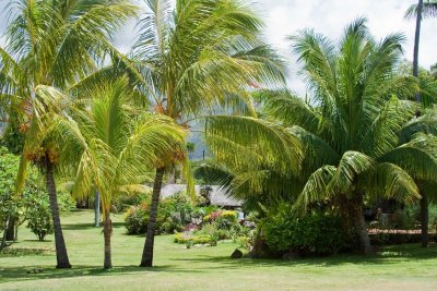C1458 Gardens of the Royal Tahitien Hotel