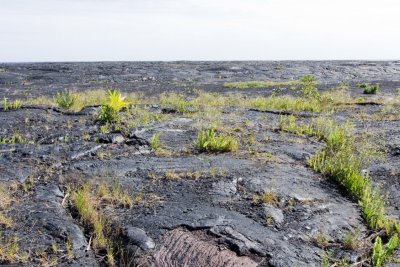 Living with Black Lava in Puna, Hawaii
