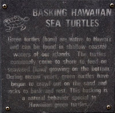 C4604 Basking Sea Turtles