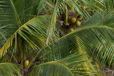 C4647 Coconut, the plant of life for Polynesians