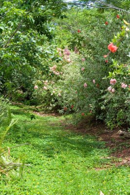 0952 Walk the path of the flowers