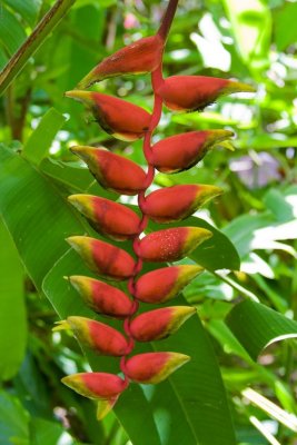 0998 Heliconia