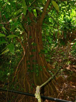 P949 Spooky Banyan