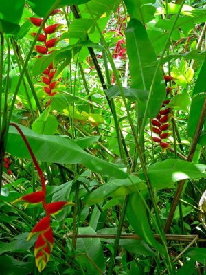 P956 Heliconias