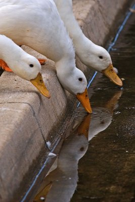 Ducks