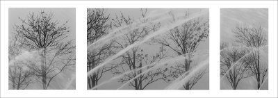 Fog, Fountain, and Trees