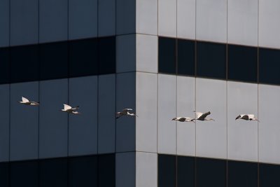 Urban Flock