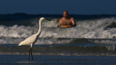 Bird and Boogie Boarder